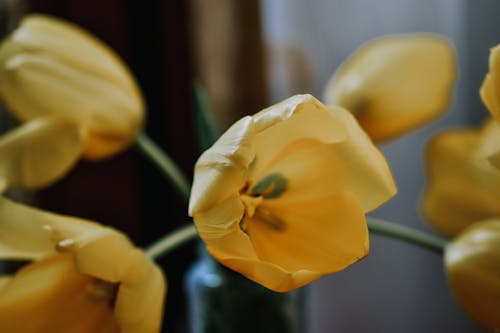 Kostenloses Stock Foto zu blumen, blütenblätter, gelb