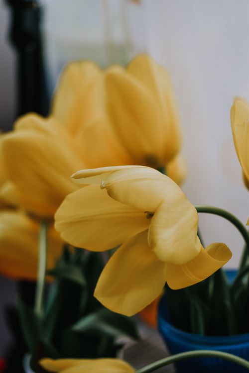 Close up of Yellow Flowers · Free Stock Photo