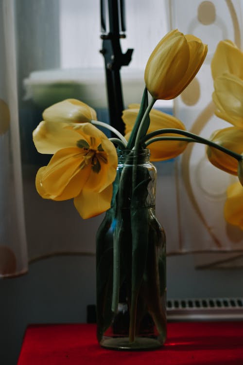 Yellow Tulips in Vase