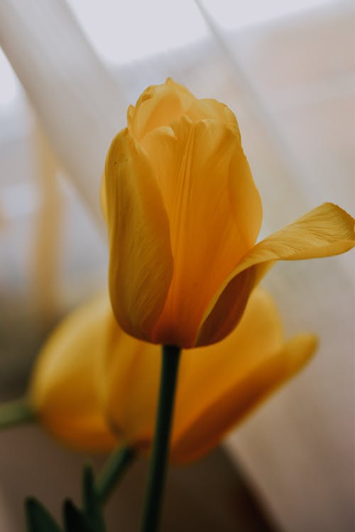 Free Close-up of a Yellow Tulip Stock Photo