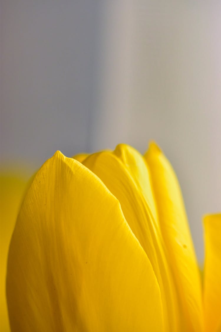 Petals Of Yellow Tulip