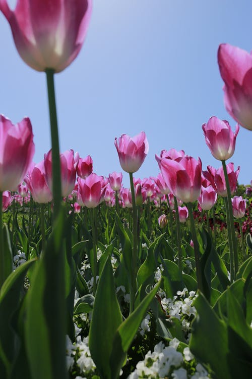 Field of Blooming Pink Tulips