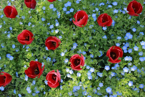 Poppies among Germander Speedwell