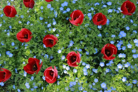 Poppies among Germander Speedwell