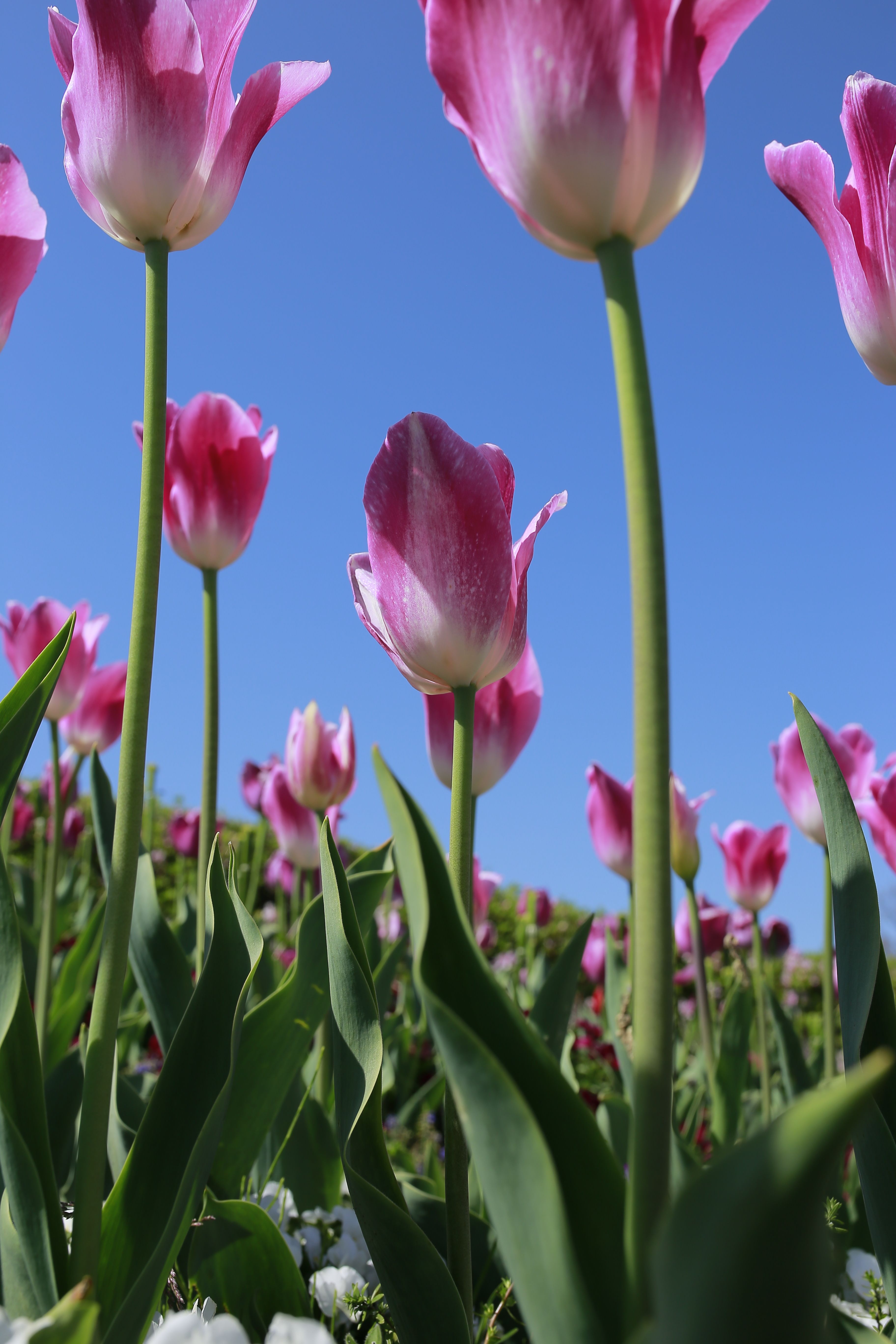 Pink Tulips against Blue Sky · Free Stock Photo