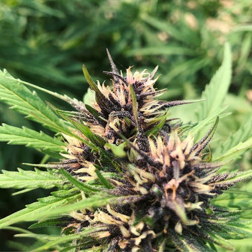 Бесплатное стоковое фото с марихуана, цветок конопли
