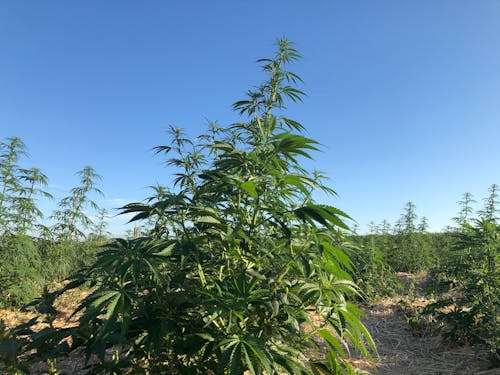 Бесплатное стоковое фото с марихуана, растение каннабис