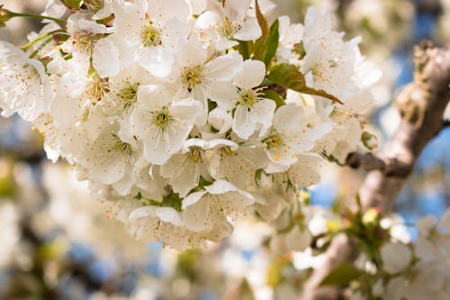 Cherry Blossoms in Bloom