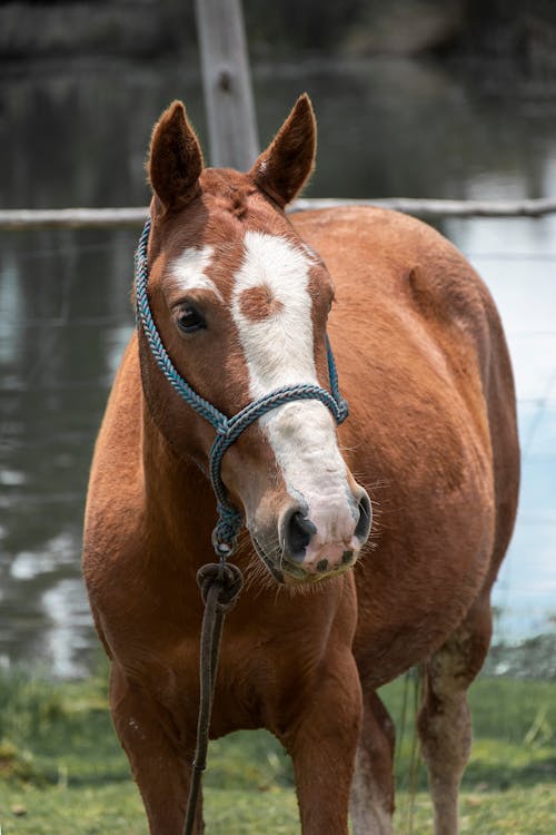 Fotos de stock gratuitas de animal, caballería, caballo marrón