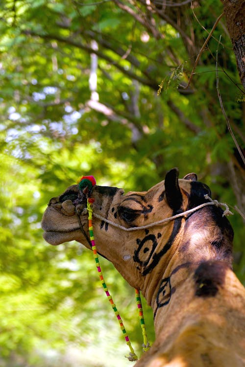 A  Brown Camel in Close-Up Photography