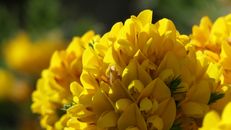 Yellow Flower in Tilt Shift Lens