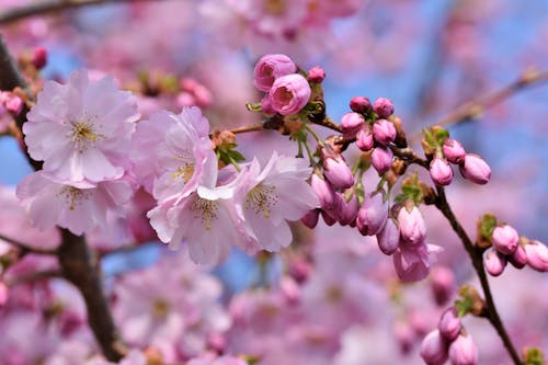 Gratis lagerfoto af blomsterfotografering, blomstrende, lyserøde blomster Lagerfoto