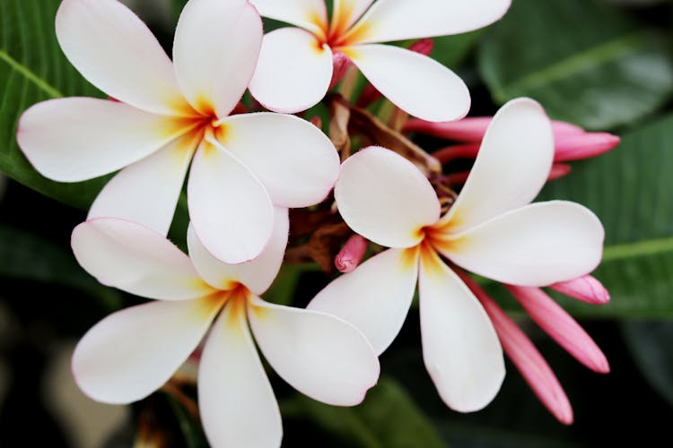 Close Up Of Plumeria Flowers