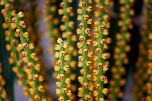 Close Up Shot of Blooming Flowers