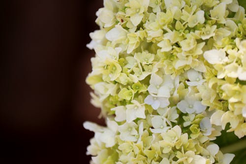 Close up of White Flowers