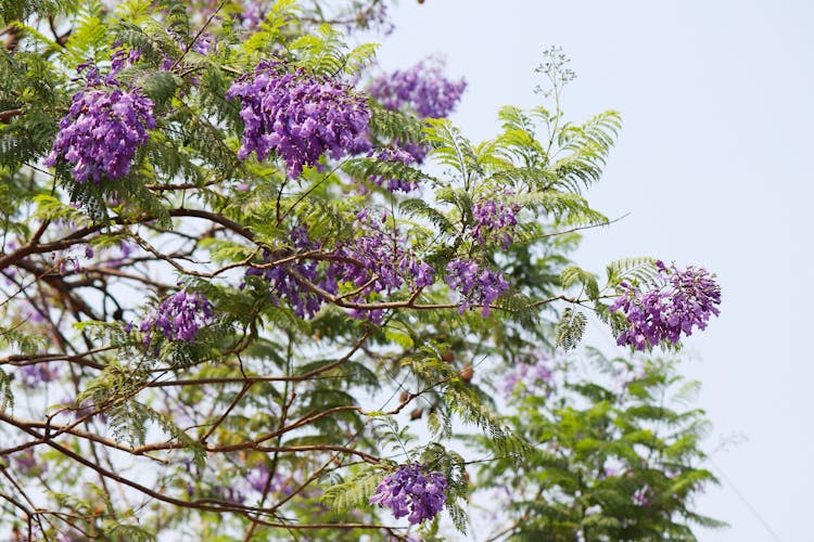 Purple Flowers On The Tree