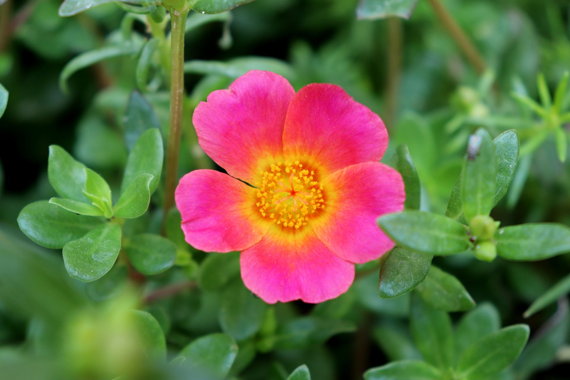 Close-up of a vibrant pink moss rose flower with lush green foliage, capturing natural beauty.