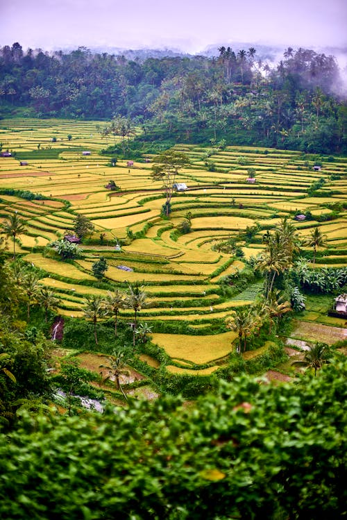 农村, 印尼, 垂直拍摄 的 免费素材图片