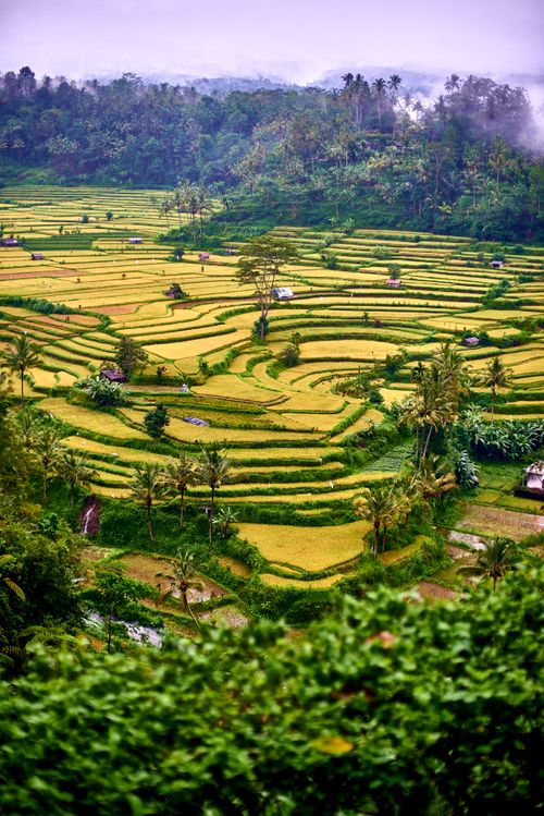 Free A stunning aerial view of Bali's iconic rice terraces, showcasing lush greenery and natural beauty. Stock Photo
