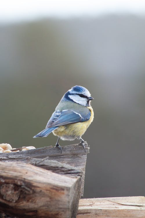 Close Up Shot of a Bird