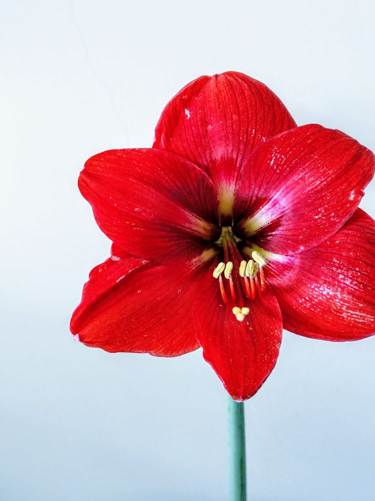 Amaryllis Flower In Bloom