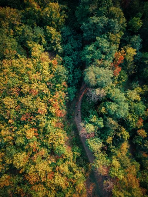 Stunning aerial view of a forest path amid lush fall foliage, capturing the essence of nature's beauty.
