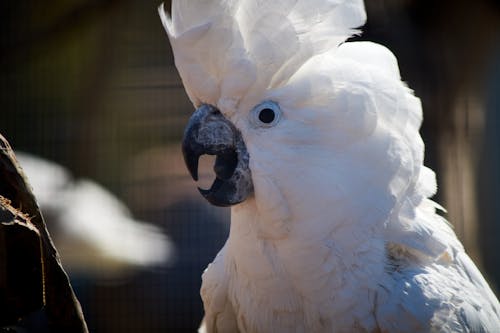 Free White Bird in Close Up Photography Stock Photo