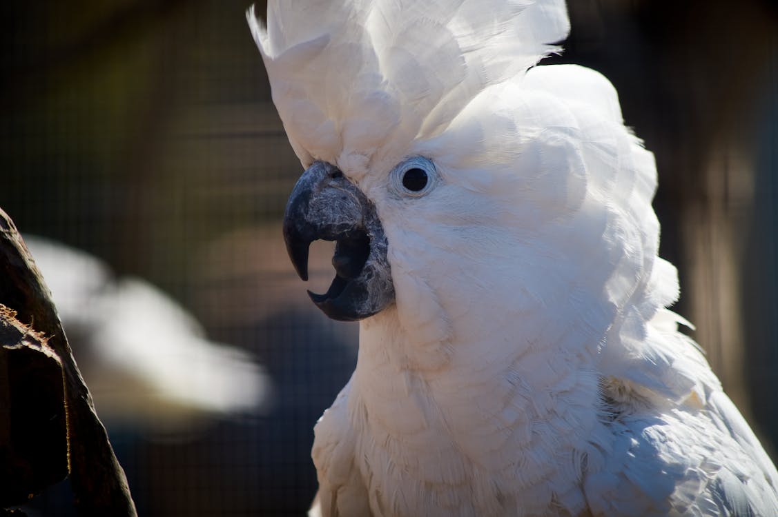 1. Bare-Eyed Cockatoo Best Pets