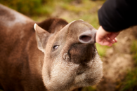 Close Up Photo of an Animal