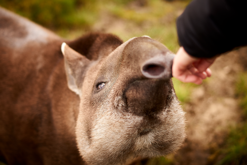 Free A curious tapir gently sniffs a human hand in this close-up wildlife photo. Stock Photo
