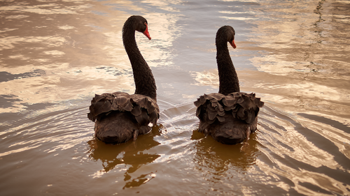 Free stock photo of black swans Stock Photo