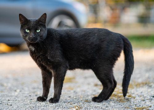 Free A striking black cat with green eyes stands confidently on a gravel path. Stock Photo