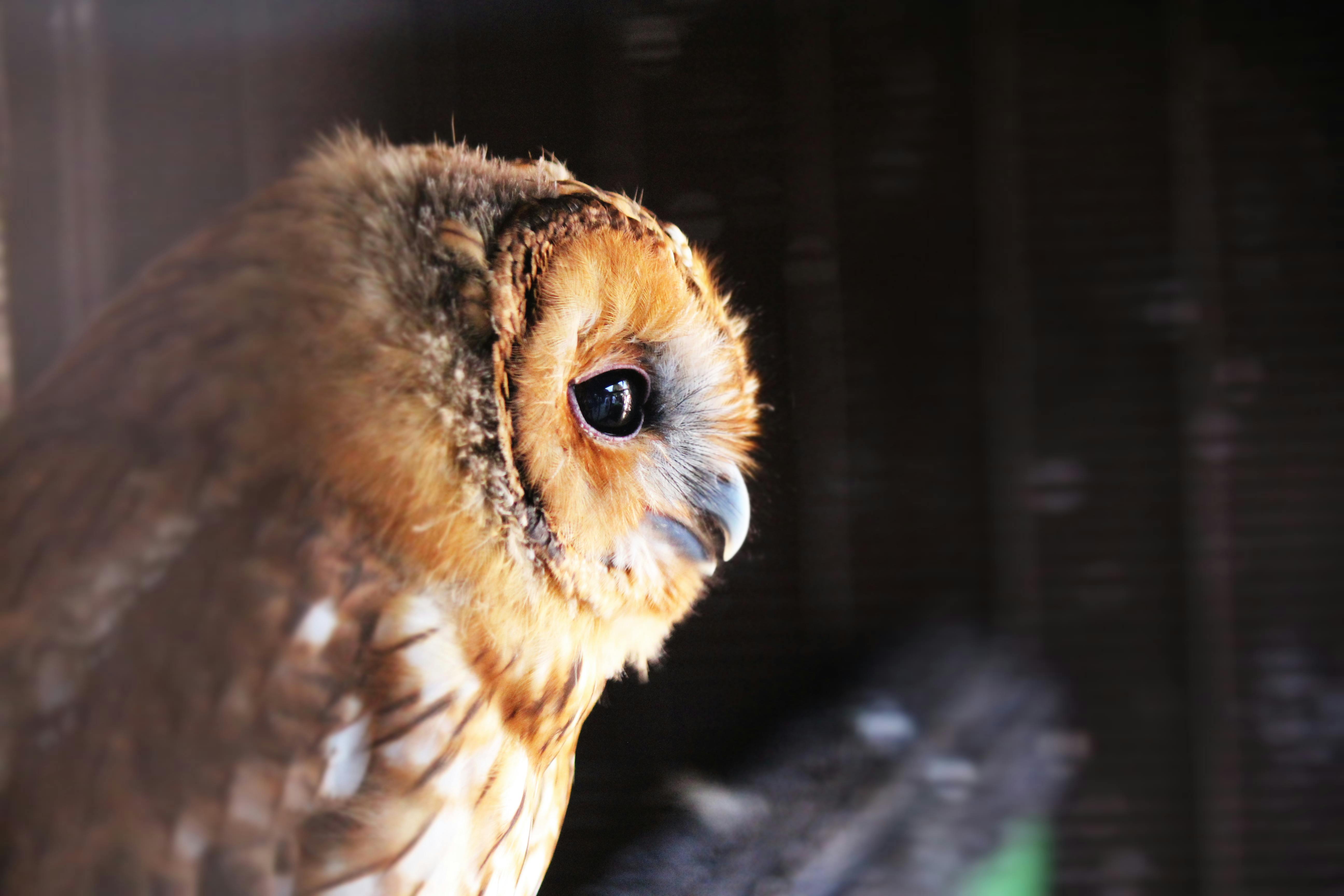 Owl Eye Photos, Download The BEST Free Owl Eye Stock Photos & HD Images