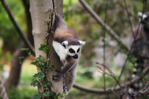 A Lemur Climbed on the Tree