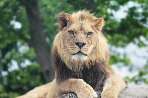 Male Brown Lion  Lying on Ground