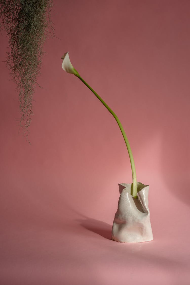 Flower In Vase And Roots