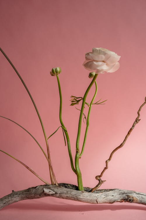 Gratis stockfoto met bloem, droog, eenvoudig
