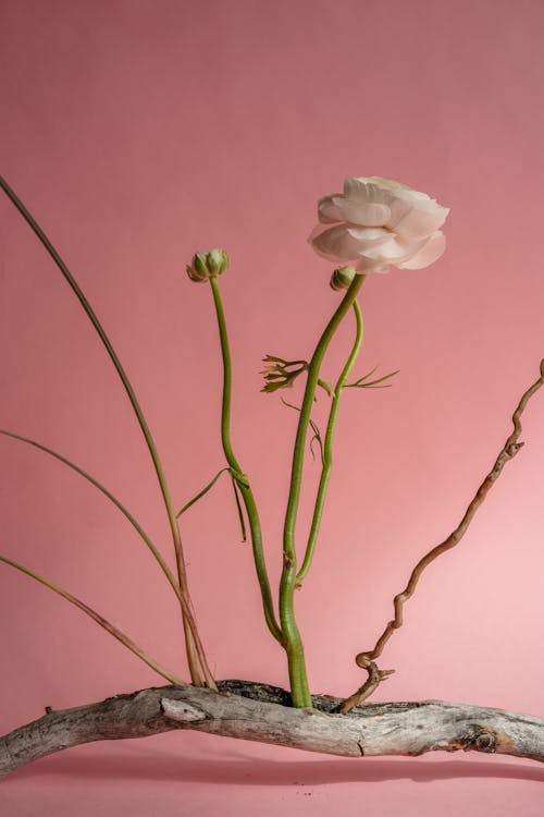 White Flower on Dry Wood