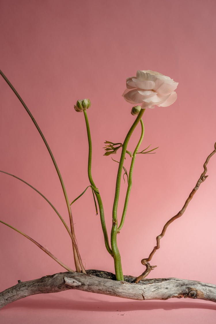 White Flower On Dry Wood