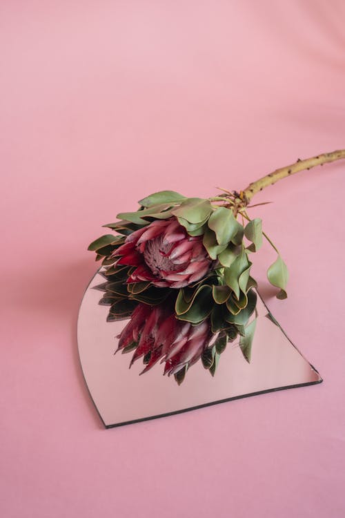 Protea Flower on Top of Mirror