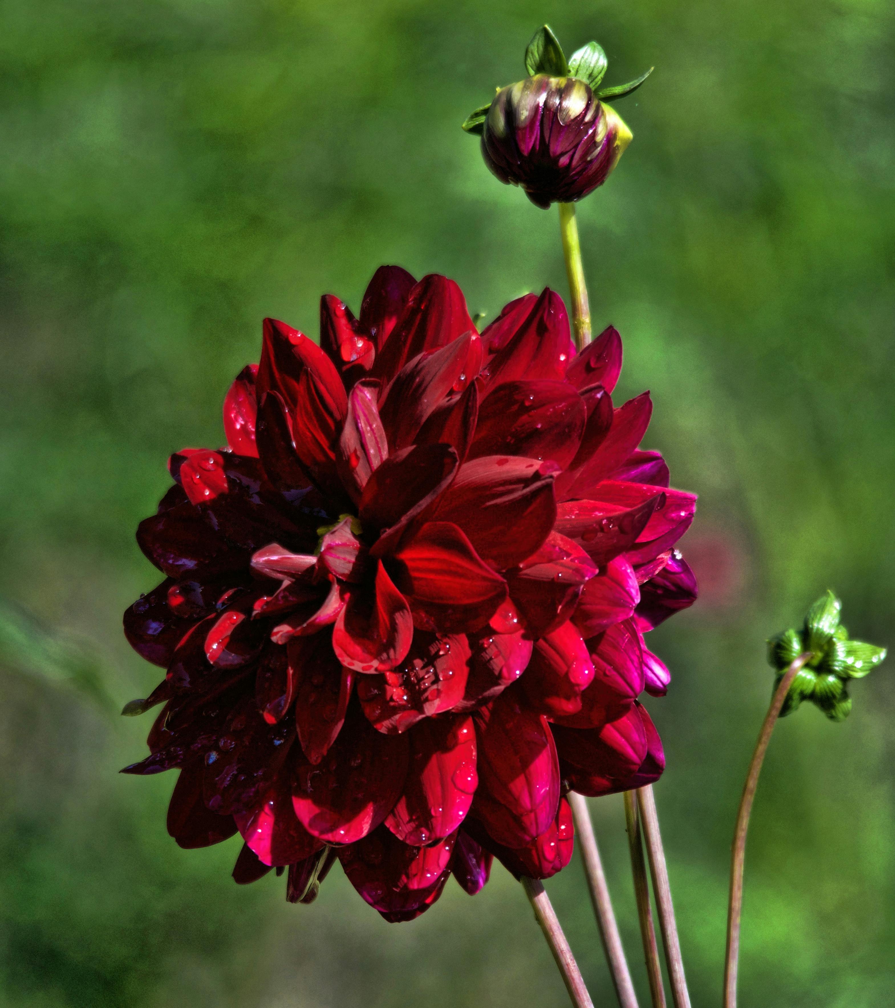  Gambar Bunga Dahlia Merah  Klik OK