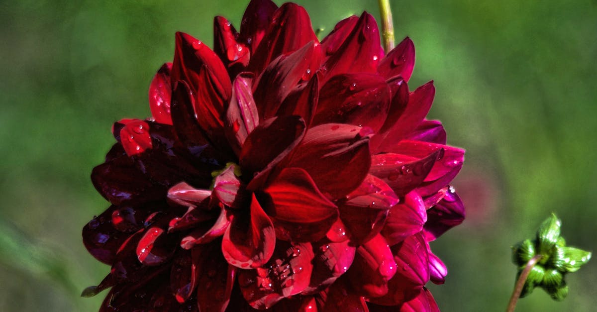 Free stock photo of beautiful flowers, big flower, cranberry