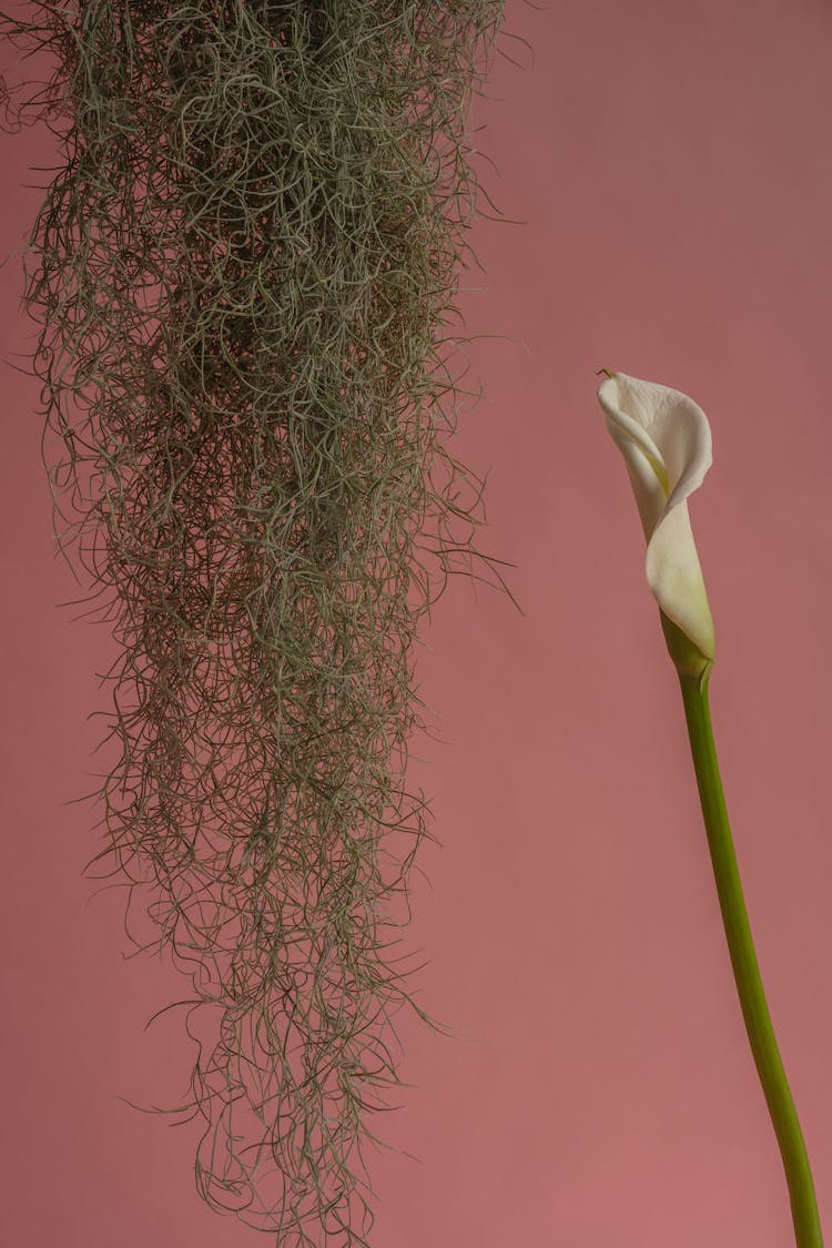 Spanish Moss Hanging Beside Calla Lily