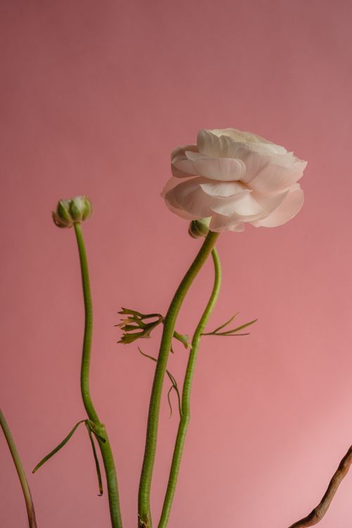 Free A minimalist photo of a single blooming rose with green stems against a pink backdrop. Stock Photo