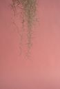Spanish Moss on Pink Background