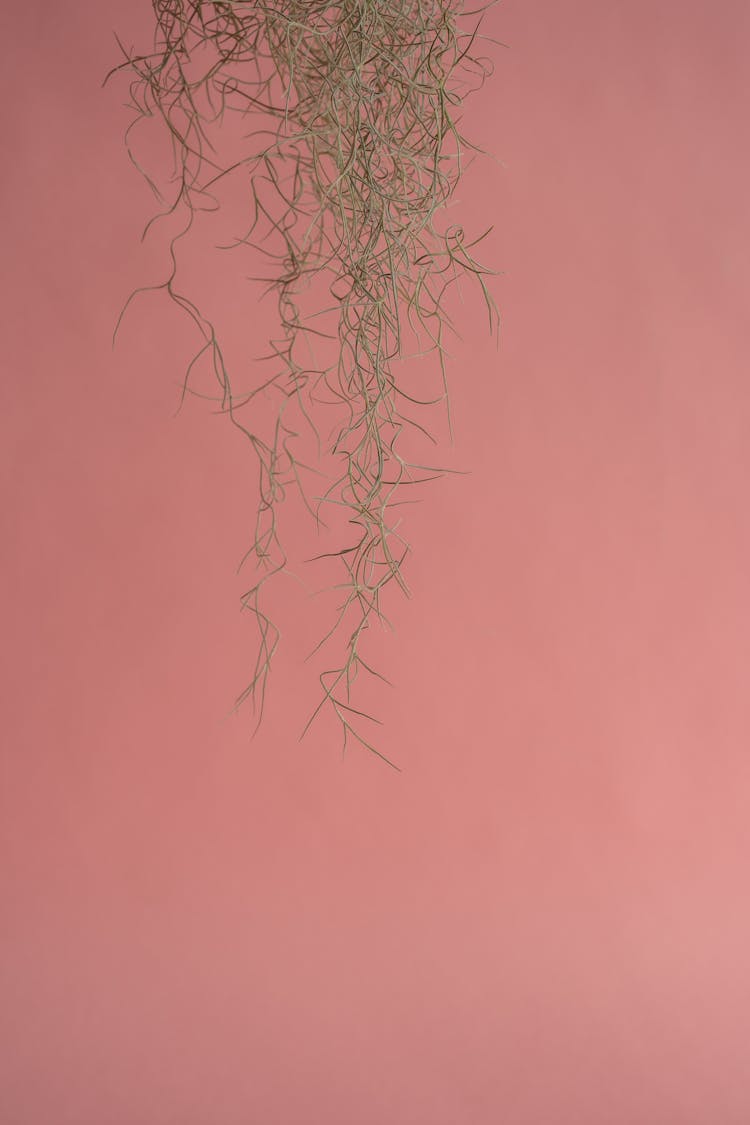 Spanish Moss On Pink Background