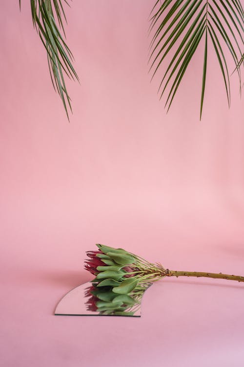 シュガーブッシュ, バックグラウンド, ピンクの無料の写真素材