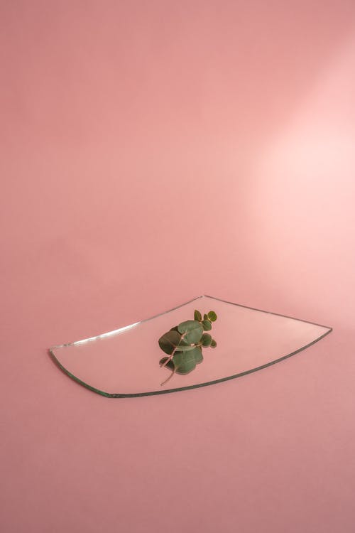 Foto profissional grátis de ecológico, espelho, folhas