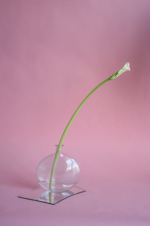Бесплатное стоковое фото с белый цветок, вертикальный выстрел, зеркало