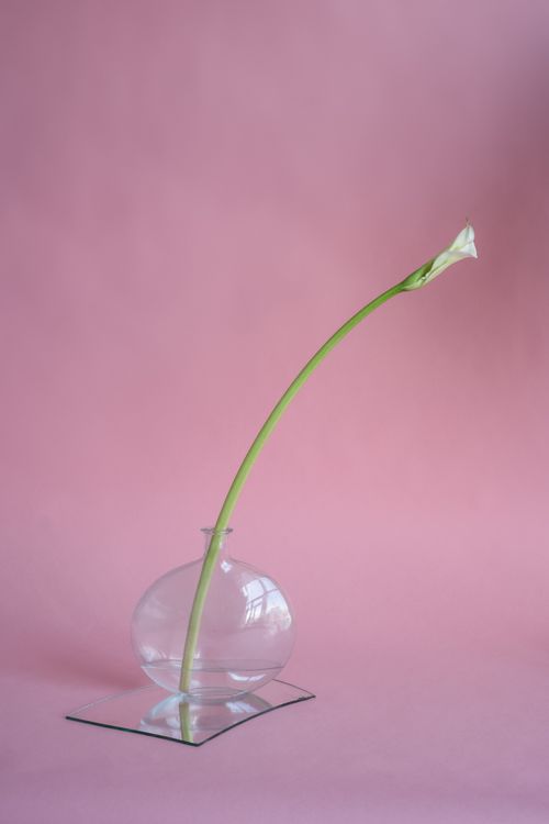 Free A single white lily in a glass vase on a reflective surface, set against a soft pink backdrop. Stock Photo